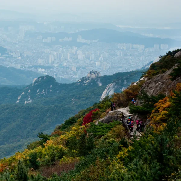 로열 하니아지트 테라피 대표 안내 이미지